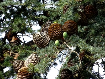 Cônes femelles du Cèdre du Liban, Cedrus libani, Pinacées 