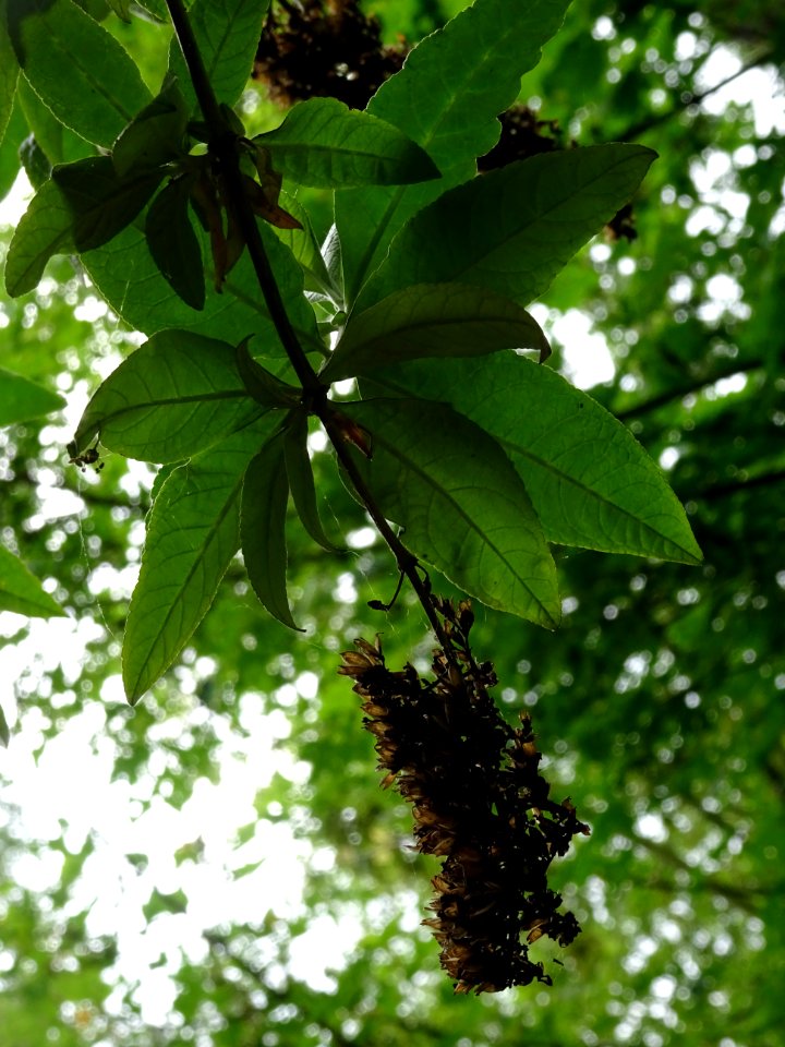 Arbre aux papillons ou Buddleia de David, Buddleja davidii… 