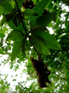 Arbre aux papillons ou Buddleia de David, Buddleja davidii… 