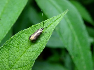 Insecte sur la feuille de l'Arbre aux papillons ou Buddlei… 