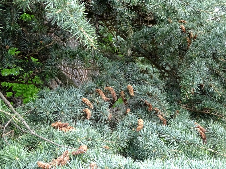 Cônes mâles du Cèdre du Liban, Cedrus libani, Pinacées 