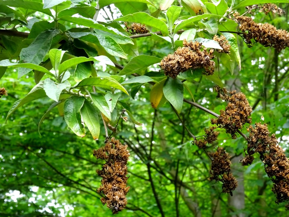Arbre aux papillons ou Buddleia de David, Buddleja davidii… 