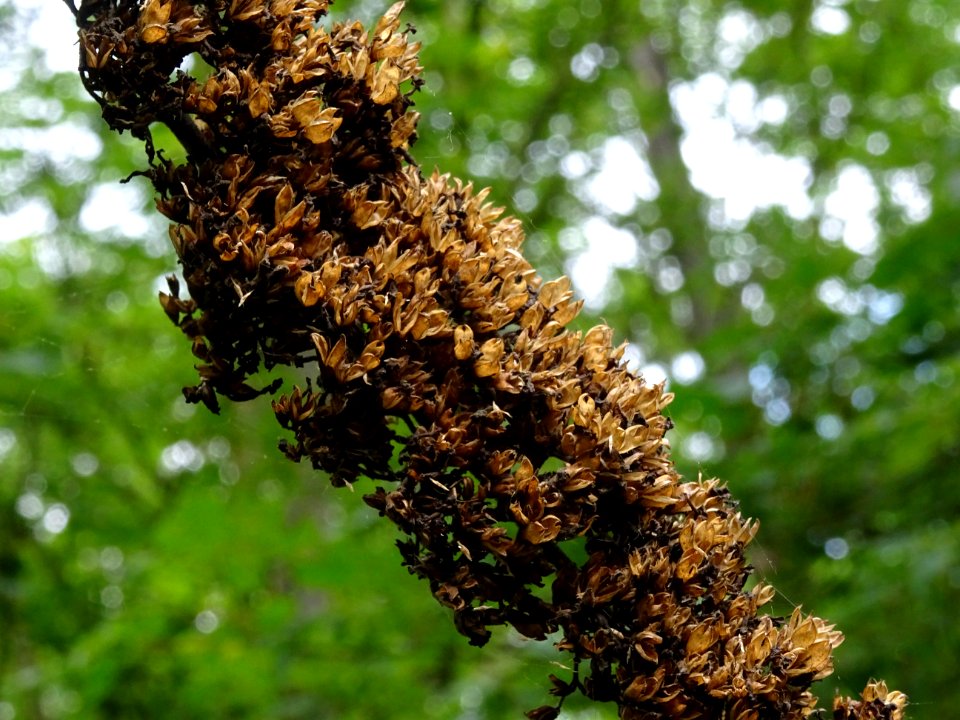 Arbre aux papillons ou Buddleia de David, Buddleja davidii… 