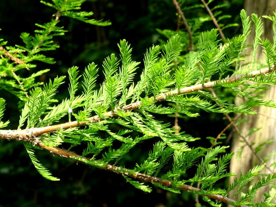 Rameaux feuillus de Cyprès chauve des marécages, Taxodium … 