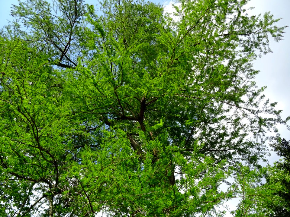 Rameaux feuillus de Cyprès chauve des marécages, Taxodium … 