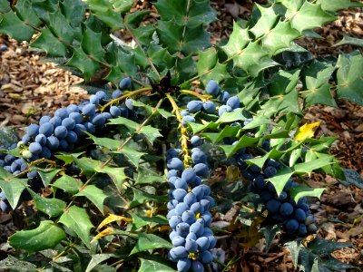 Baies bleues de l'an dernier du Mahonia bealei, Mahonia be… 