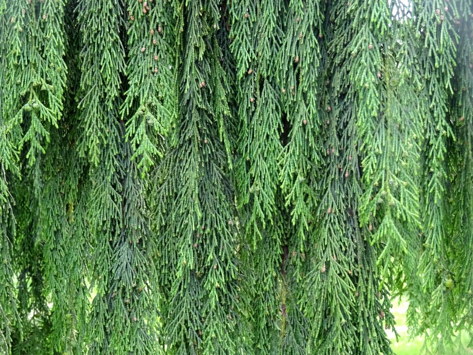Faux-Cyprès de Nootkatensis pleureur, Chamaecyparis ou cup… 