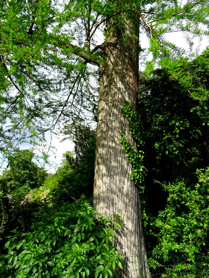 Tronc du Cyprès chauve des marécages, Taxodium distichum, … 