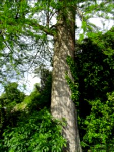 Tronc du Cyprès chauve des marécages, Taxodium distichum, … 