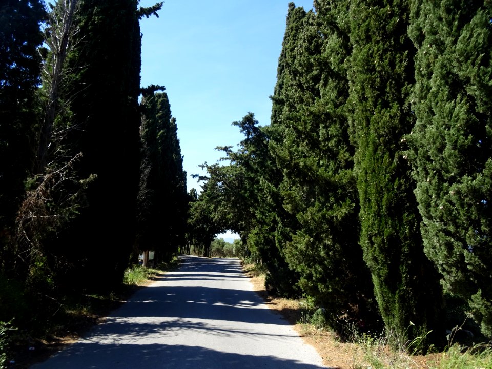 Des cyprès juste avant Asclépiéion, route de Zia 