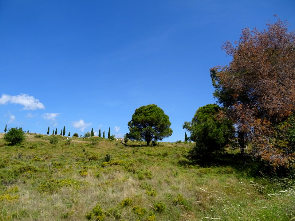 Des vaches dans la lande 