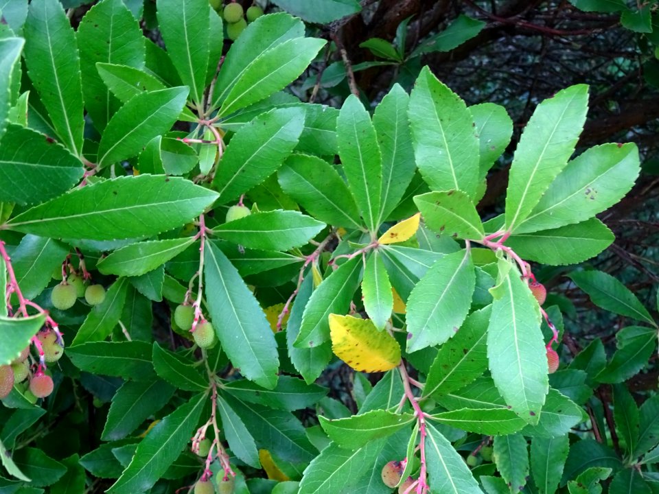 Feuilles de l'Arbousier commun, Arbutus unedo, Ericacées 