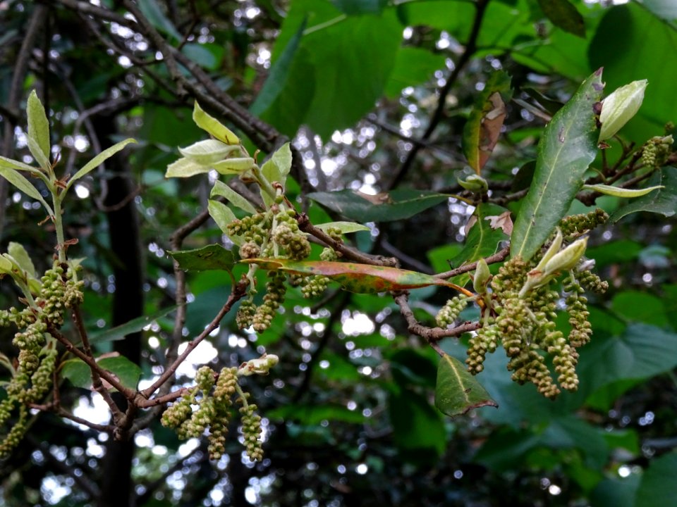 Feuilles et inflorescences de Chêne vert, Quercus ilex, Fa… 