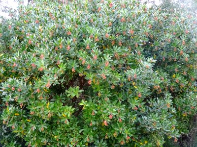 Arbousier commun, Arbutus unedo, Ericacées 