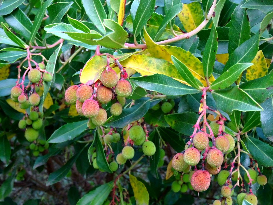 Arbouses immatures de l'Arbousier commun, Arbutus unedo, E… 