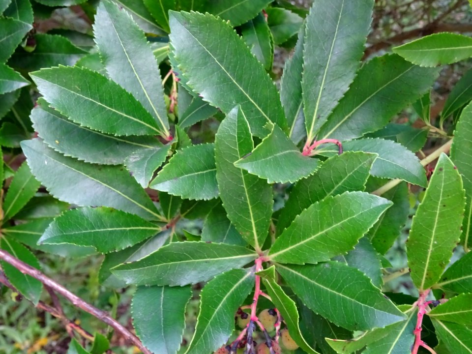 Feuilles de l'Arbousier commun, Arbutus unedo, Ericacées 