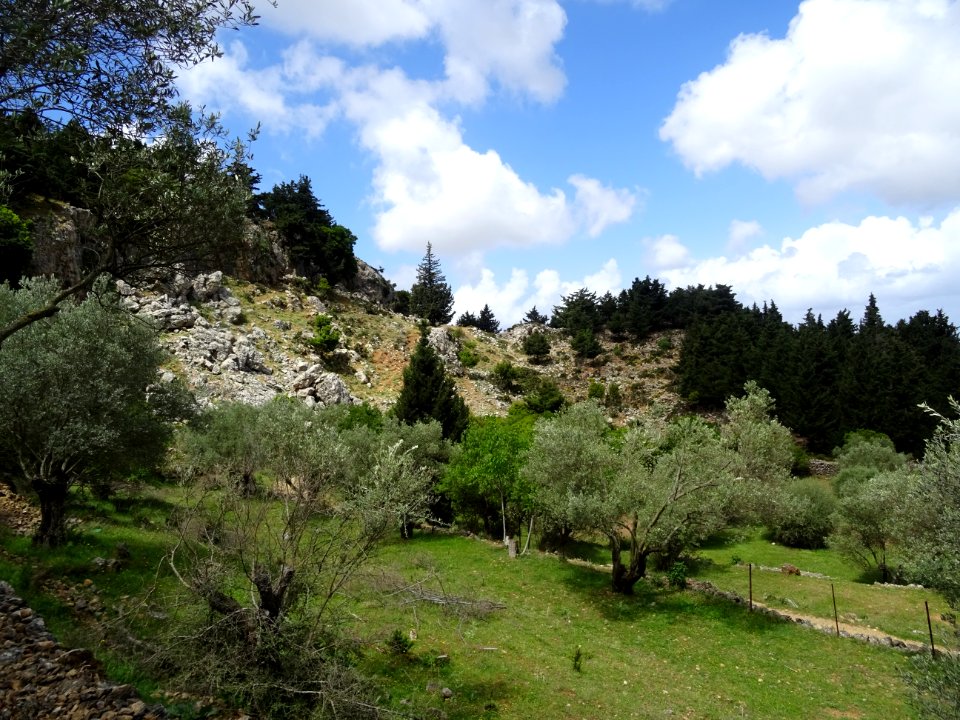 Oliviers et cyprès 