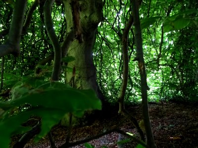 Tronc du Hêtre pleureur, Fagus sylvatica pendula, Fagacées… 