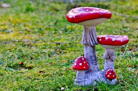 Lucky guy fly agaric gartendeko