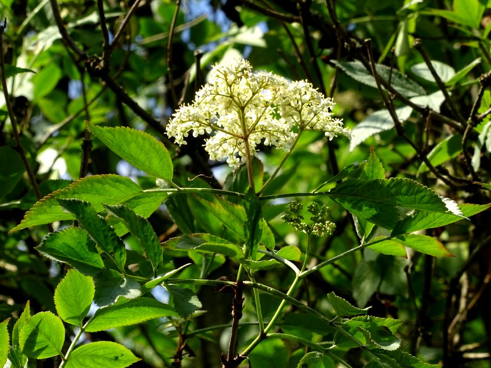 Inflorescence fleurie du Sureau noir, Sambucus nigra, Capr… 