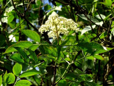 Inflorescence fleurie du Sureau noir, Sambucus nigra, Capr… 