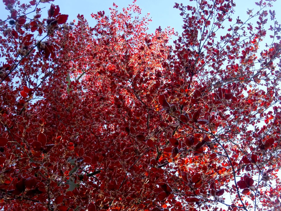 Feuilles du hêtre pourpre, Fagus sylvatica Purpurea, Fagac… 