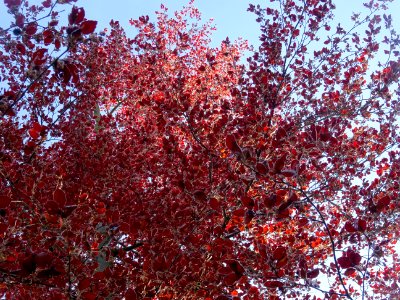 Feuilles du hêtre pourpre, Fagus sylvatica Purpurea, Fagac… 