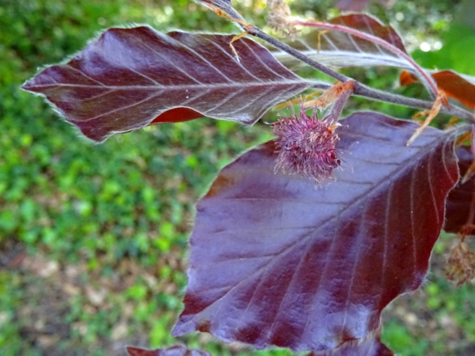 Feuilles du hêtre pourpre, Fagus sylvatica Purpurea, Fagac… 
