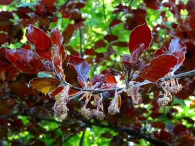Feuilles du hêtre pourpre, Fagus sylvatica Purpurea, Fagac… 