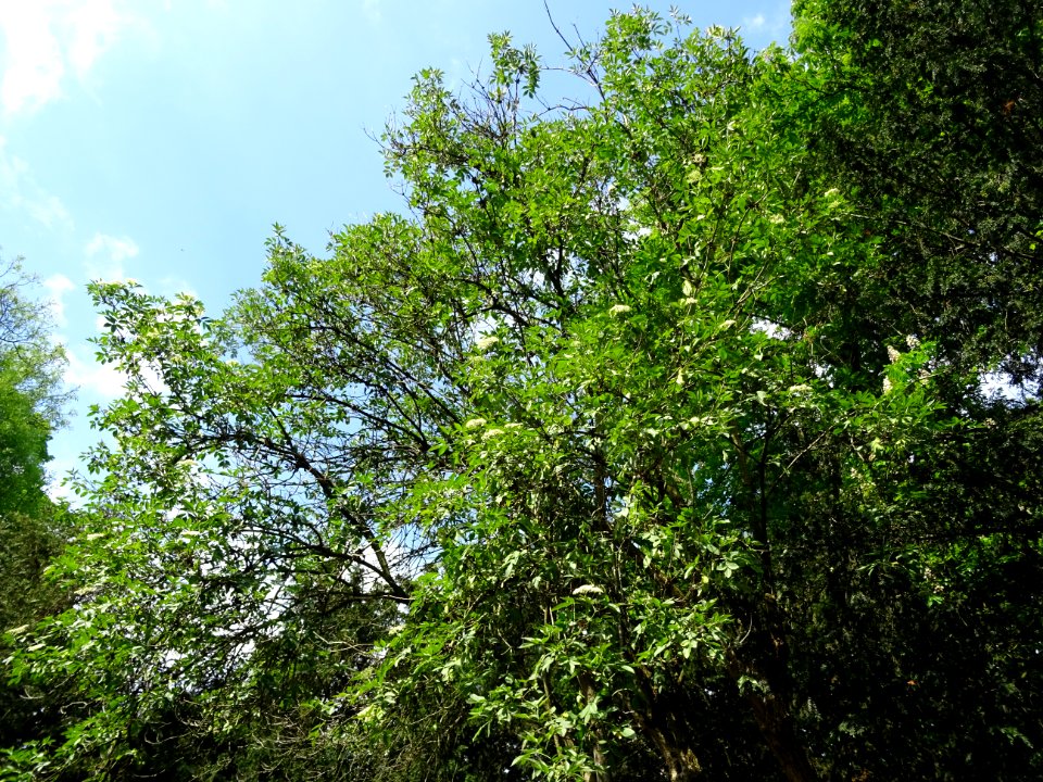 Sureau noir, Sambucus nigra, Caprifoliacées 