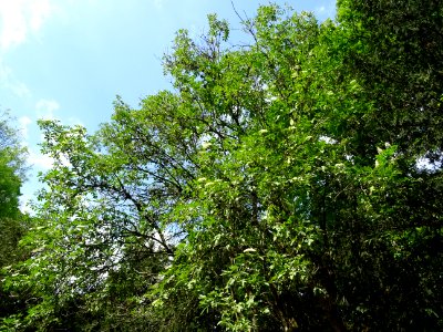Sureau noir, Sambucus nigra, Caprifoliacées 