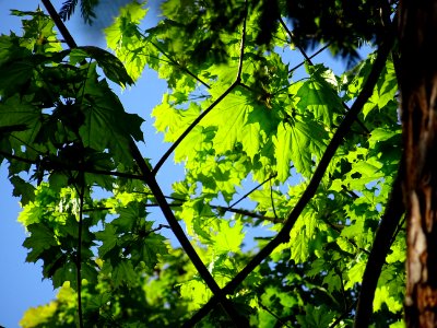 Disamares et feuilles d'érable plane, Acer planatoides, Ac… 