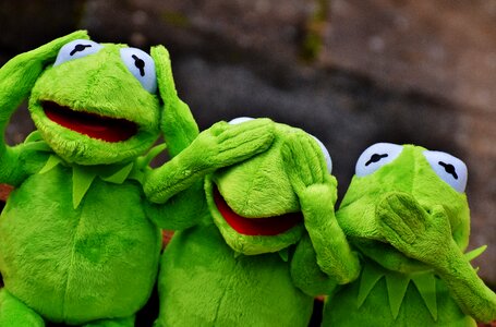 Funny kermit frog photo