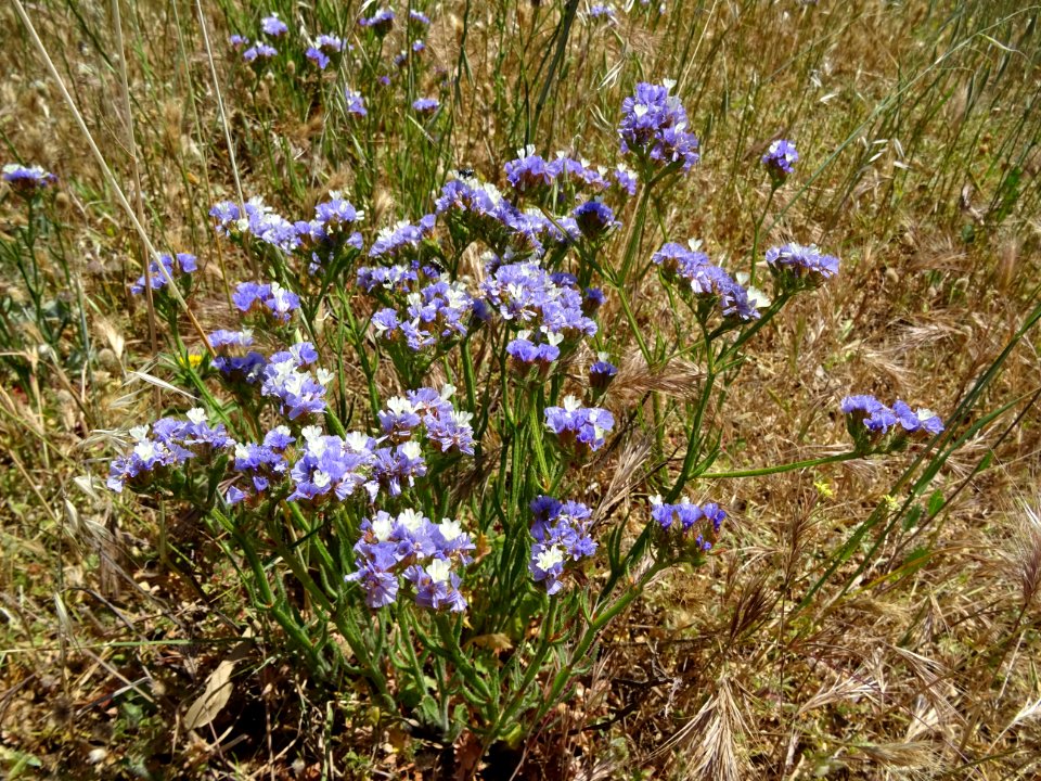 Saladelle sinuée, Limonium sinuatum, Plumbaginacées 