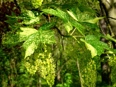 Feuilles et grappes de fleurs de l'Erable sycomore à feuil… 