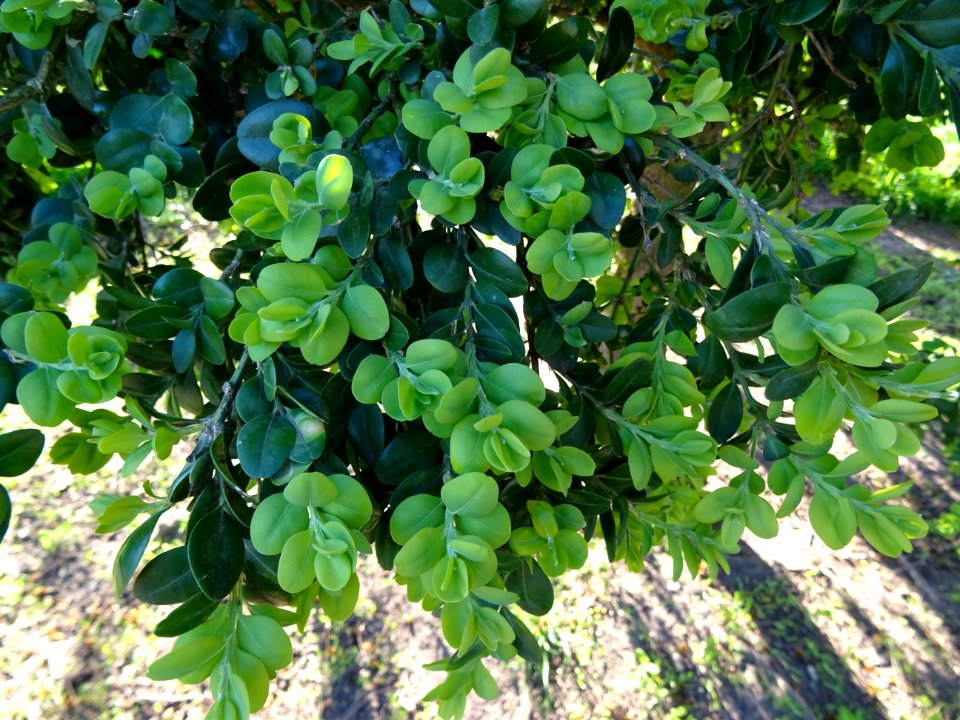 Buis, Buxus, Buxacées 