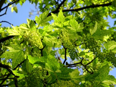 Feuilles et grappes de fleurs de l'Erable sycomore à feuil… 