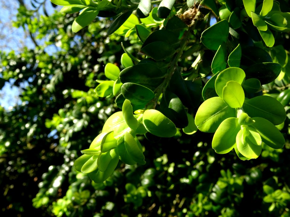Buis, Buxus, Buxacées 