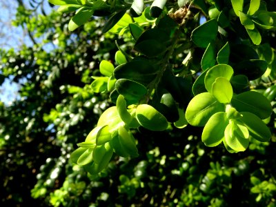 Buis, Buxus, Buxacées 