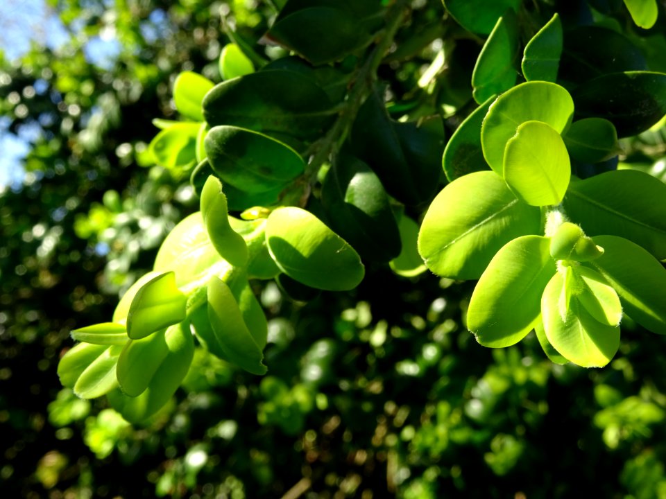 Buis, Buxus, Buxacées 
