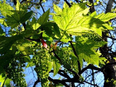 Feuilles et grappes de fleurs de l'Erable sycomore à feuil… 
