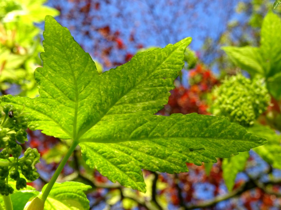 Feuilles et grappes de fleurs de l'Erable sycomore à feuil… 
