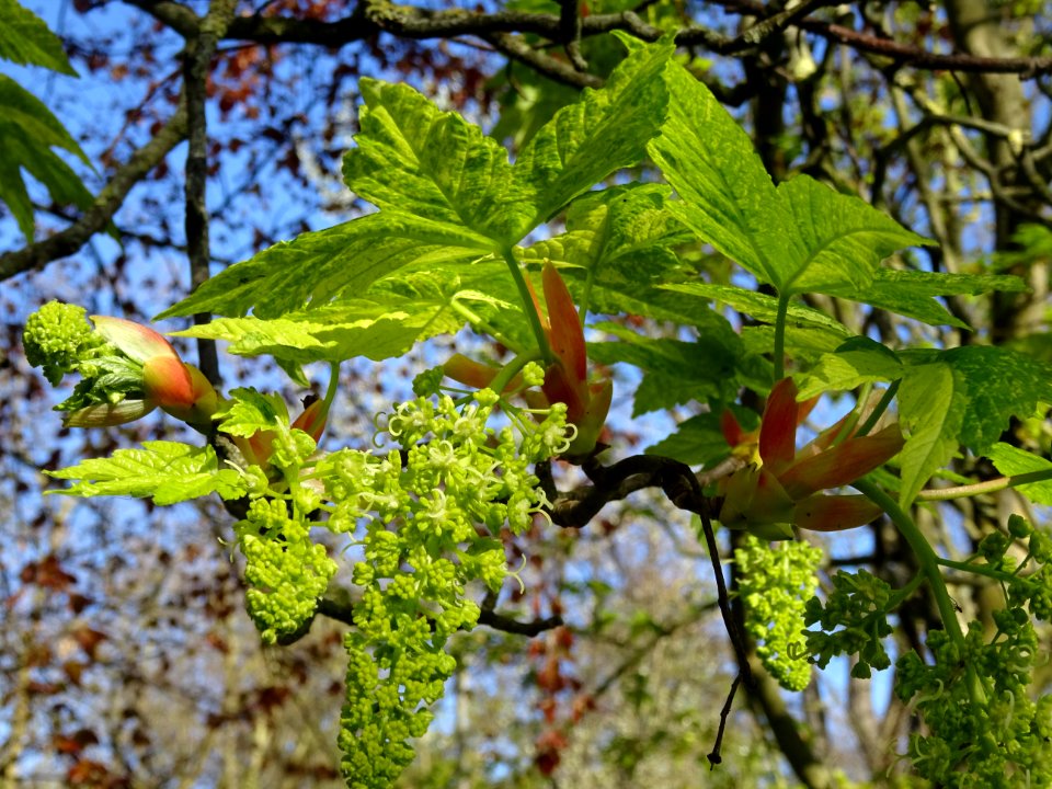 Feuilles et grappes de fleurs de l'Erable sycomore à feuil… 
