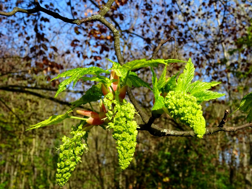 Feuilles et grappes de fleurs de l'Erable sycomore à feuil… 