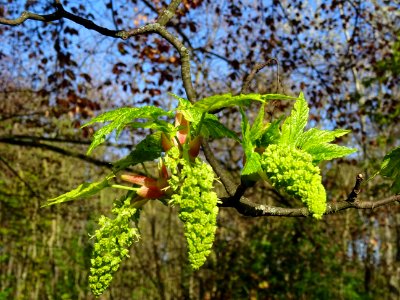 Feuilles et grappes de fleurs de l'Erable sycomore à feuil… 