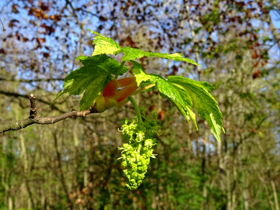 Feuilles et grappes de fleurs de l'Erable sycomore à feuil… 