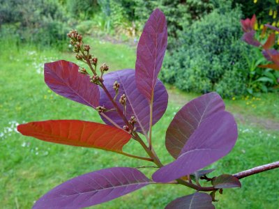 Fustet pourpre, Cotinus coggygria 'royal purple', Anacardi… 