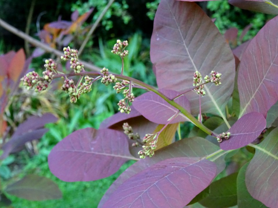Fustet pourpre, Cotinus coggygria 'royal purple', Anacardi… 