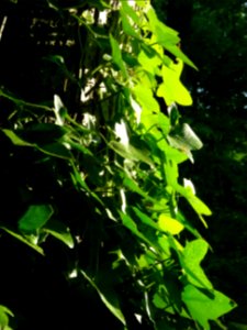 Lierre grimpant, Hedera helix, Araliacées 
