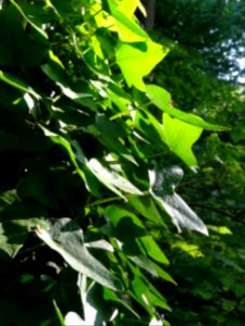 Lierre grimpant, Hedera helix, Araliacées 
